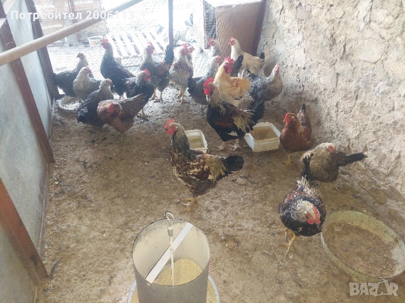 Кокошки и петли от породите ню хемпшер,катунски,светъл съсекс., снимка 1