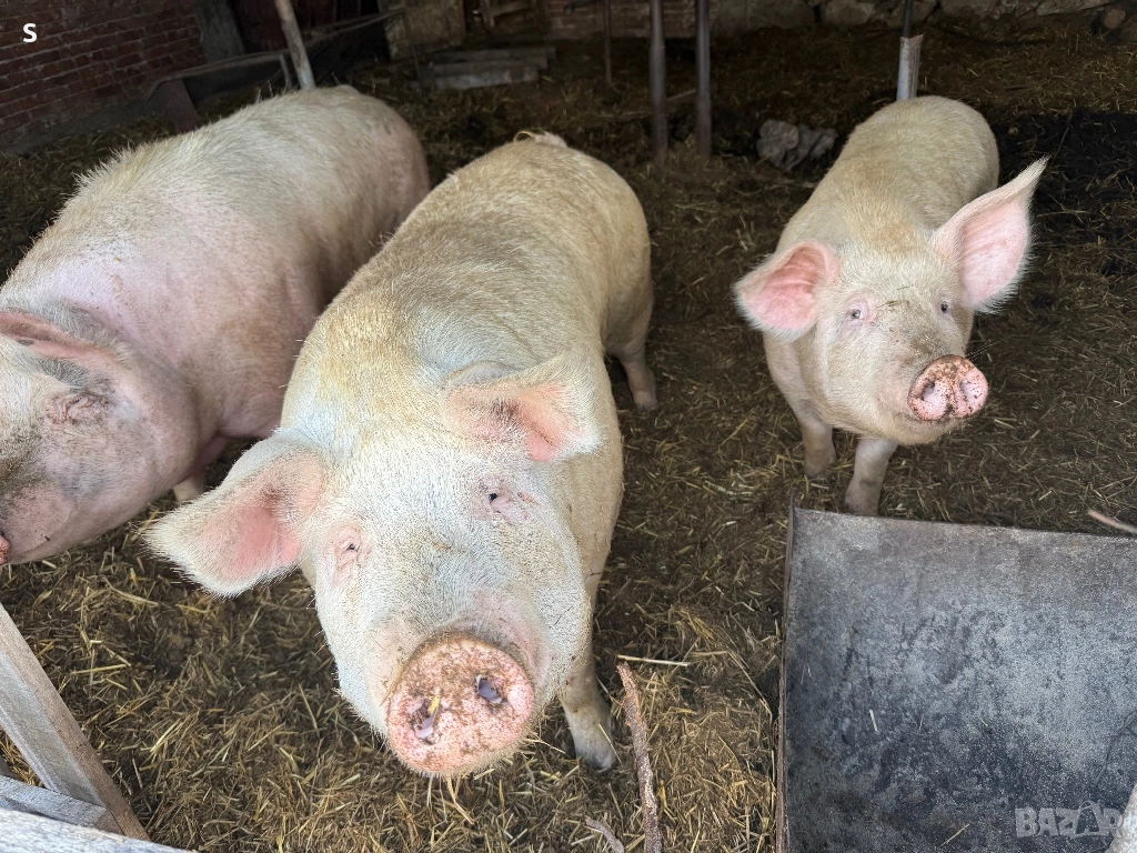 Домашни прасета, снимка 1