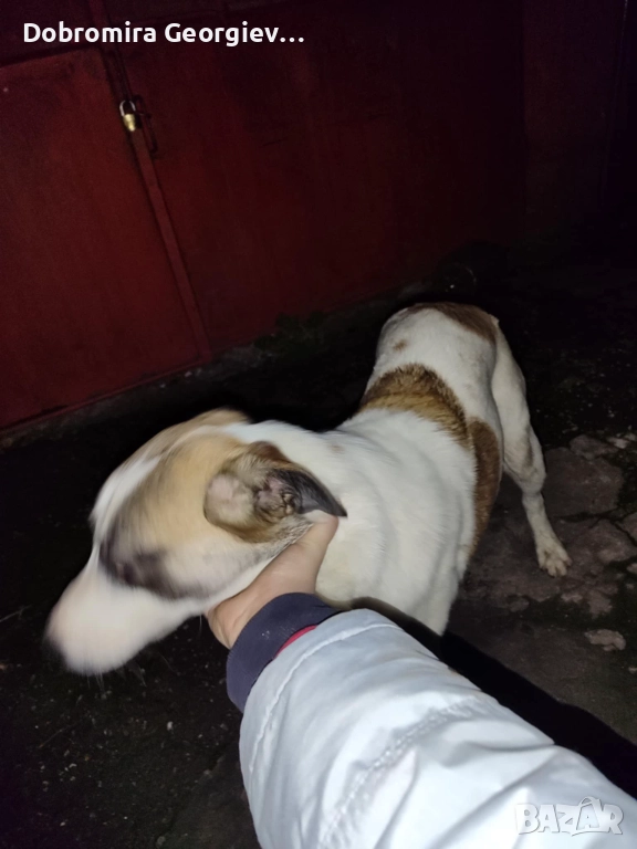 Рино търси дом - не е за всеки,само за сериозни и отговорни стопани !, снимка 1