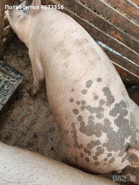 Продавам угоени прасета , снимка 1