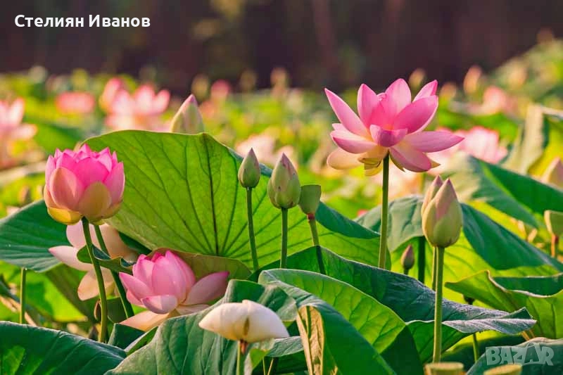 Индийски лотос, свещен лотос (Nelumbo nucifera), снимка 1