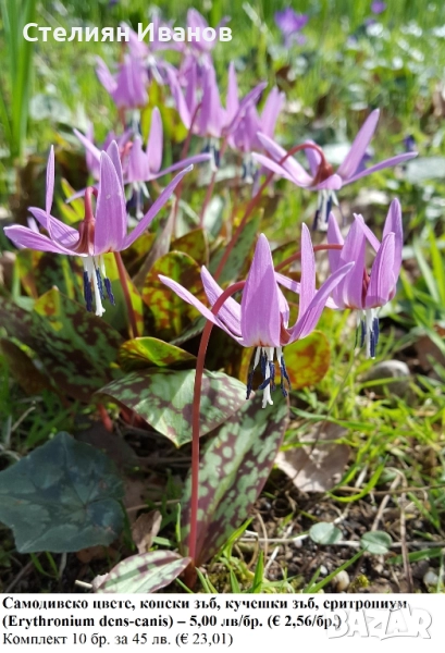 Самодивско цвете, конски зъб, кучешки зъб, еритрониум (Erythronium dens-canis) – грудки, снимка 1