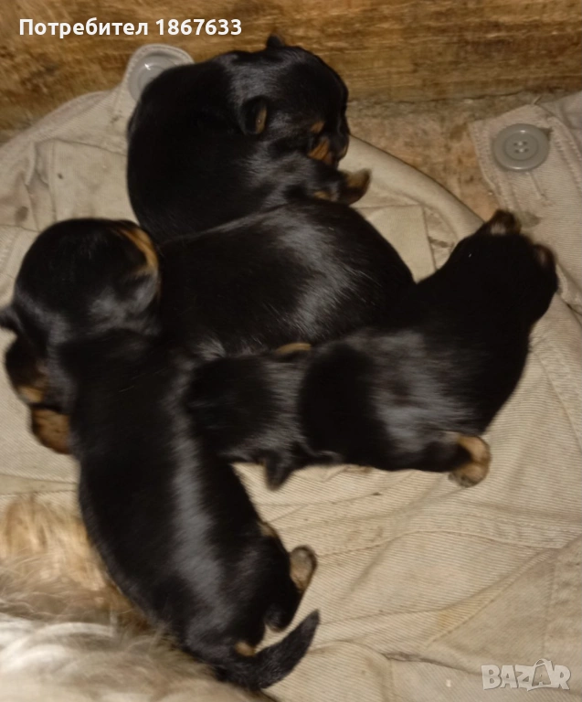 Йоркширски териер, снимка 1