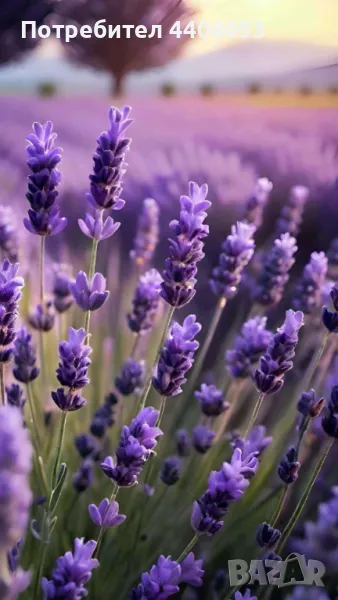 Лавандулови насаждения , снимка 1