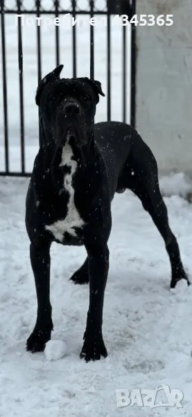 Мъжко Кане Корсо търси женска за поколение, снимка 1