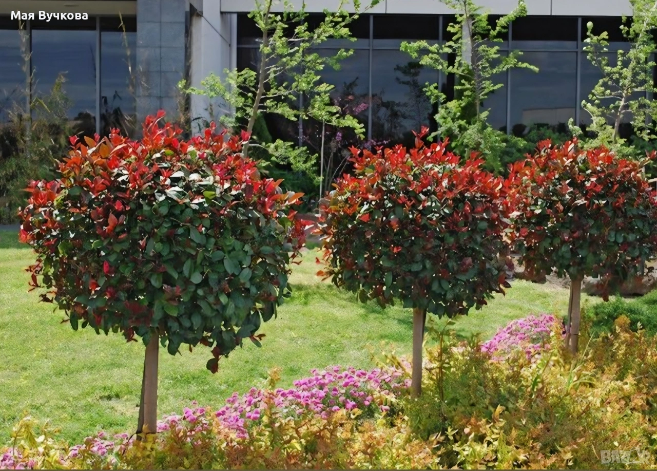 Комплект 2бр Фотиния дърво , снимка 1