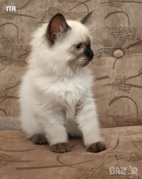 Чистокръвни Ragdoll котенца на СПЕЦИАЛНА ЦЕНА, снимка 1