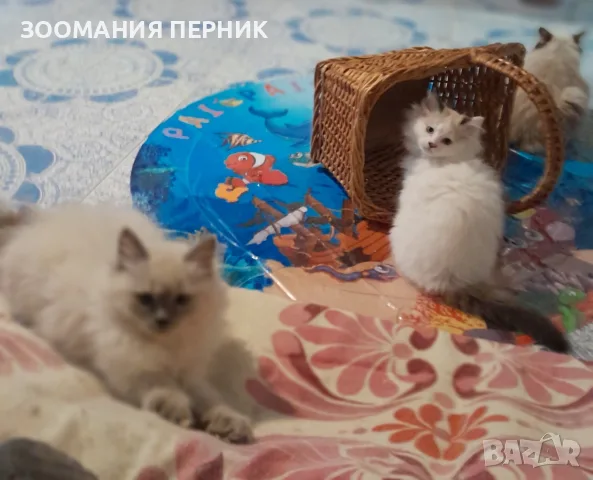 котета Регдол на 2,5месеца