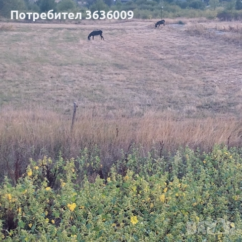 Изкупуваме Земеделска Земя,Ливади и Пасища 