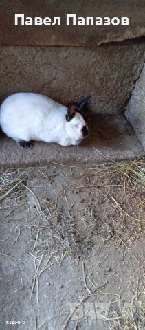 Продавам калифорнийка