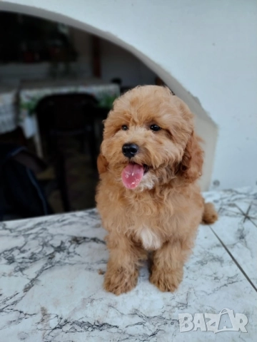 Малтипу Maltipooo, снимка 2 - Други - 51501320