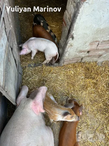 🐷 Продаваме 5 броя малки прасенца, снимка 6 - Прасета - 56074599