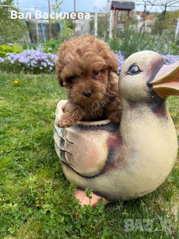 Той пудел / Toy poodle