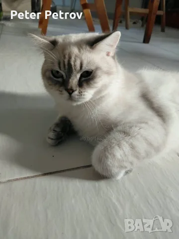 Шотлански котета, снимка 4 - Други - 56529363