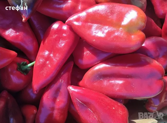 Разсад домати краставици пипер тиквички , снимка 3 - Разсади - 50259704