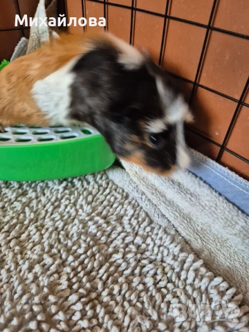 Морски свинчета бебета , снимка 1