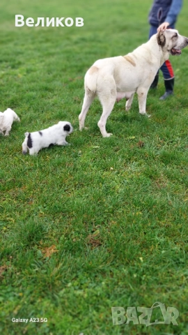 Алабай кученца Мъжкари 