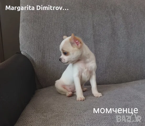 Чихуахуа момченце