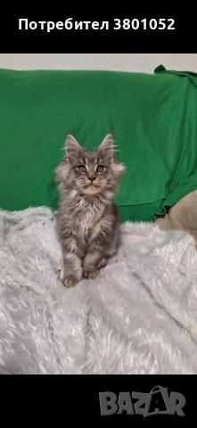 Продавам котета , снимка 2 - Мейн кун - 52669398