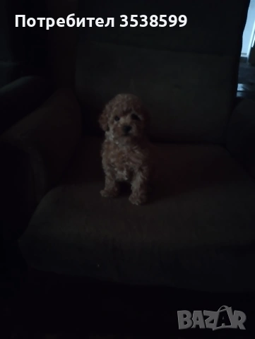 Той Пуделчета , снимка 8 - Пудели - 52909276