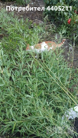 Bambuk, снимка 6 - Градински цветя и растения - 52741312