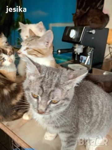 подарявам малки сладки котенца, полуперсийчета много кротки и социални., снимка 13 - Други - 52403149