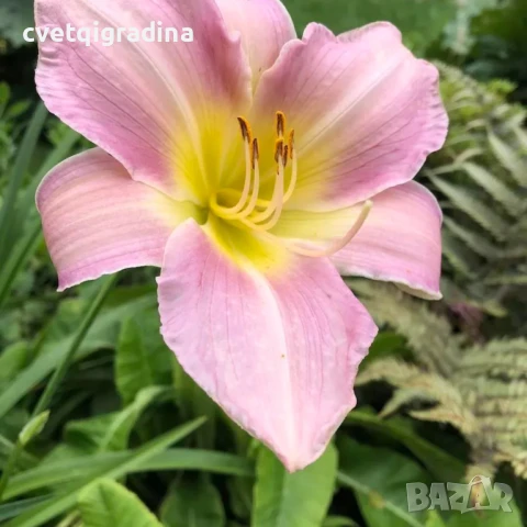 Hemerocallis Catherine Woodberry (Хамерокалис Катрин Удбъри), снимка 1