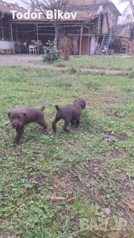 Свободни дратхаарчета , снимка 7 - Дратхаар - 53014939