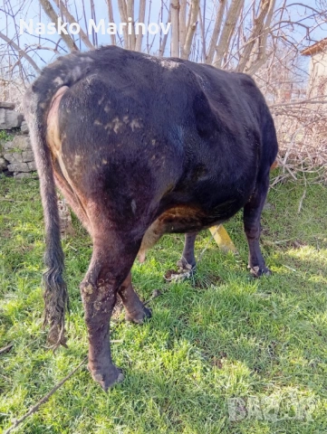 Стелна крава в 9мс , снимка 2 - Крави - 53092566