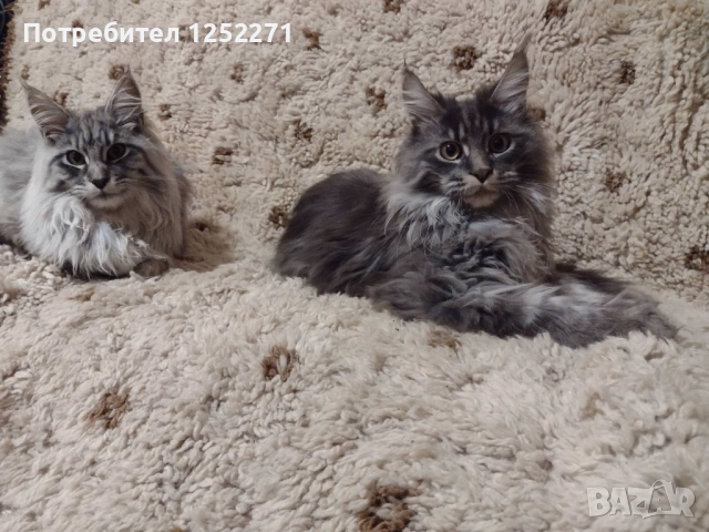 Мейн куун момче и момиче, снимка 2 - Мейн кун - 52748404