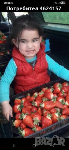 Продавам разсад ягоди, снимка 4 - Сортови семена и луковици - 54183157