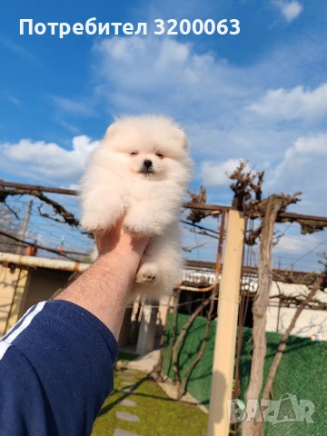 Померан мъжки и женски , снимка 12 - Померан - 53950897