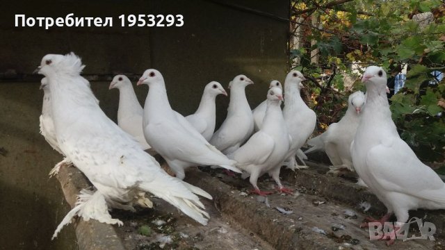 Бели немски много красиви ритоални гъгъби, снимка 2 - Гълъби - 42915655