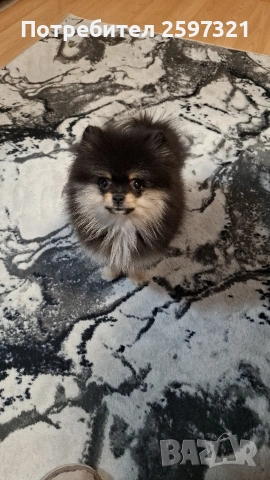 ПОМЕРАН , снимка 4 - Померан - 53181573