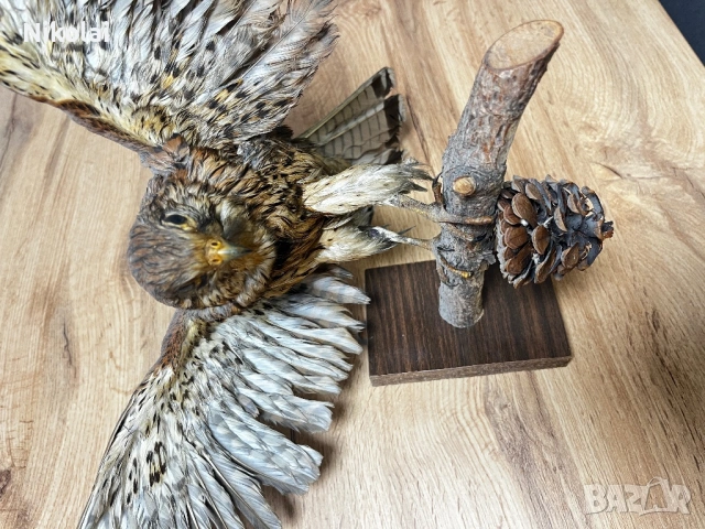 Препарирана птица, снимка 2 - Други - 54069105