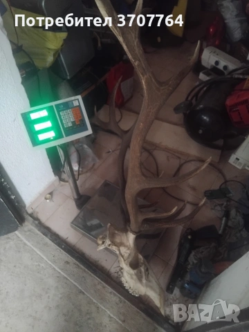 продавам трофей от Благороден Елен , снимка 5 - Декорация за дома - 53749135