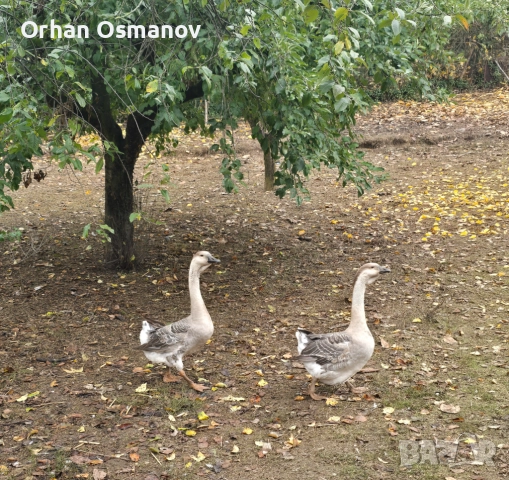 Лебедови гъски, снимка 2 - Патици и гъски - 52678104