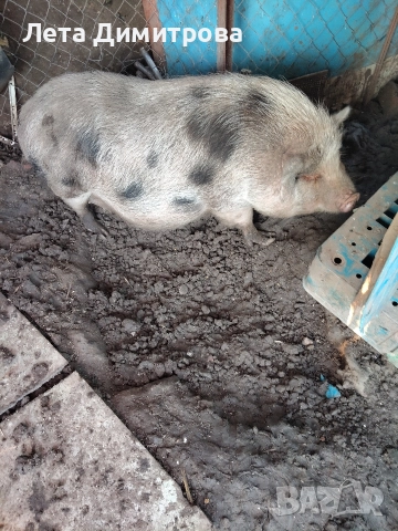 нерез и женска - виетнамски за 600лв цената е за двете прасета общо са към 180кг