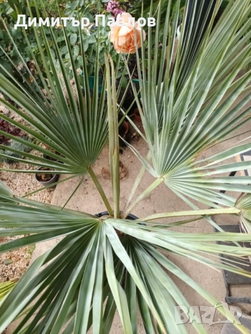 Брахея Армата,Мексиканска Синя Палма