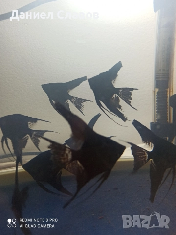 Черни воални скаларии , снимка 5 - Рибки - 52035181