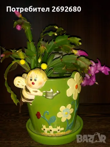  Коледниче розово+керамична саксия с подложка , снимка 2 - Саксии и кашпи - 45505179