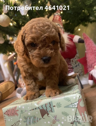 Мини пудел, снимка 5 - Пудели - 52974033