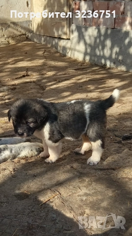 Българско овчарско куче , снимка 4 - Каракачанска овчарка - 52555056