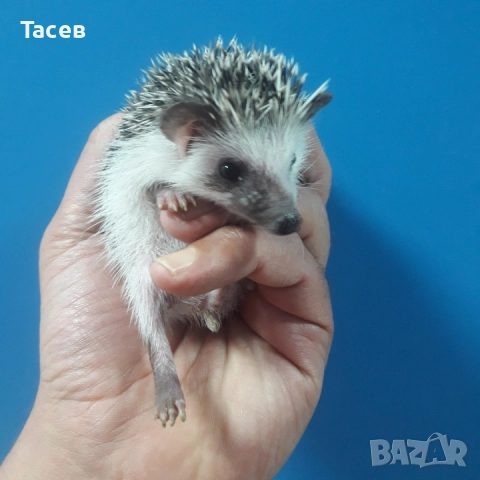 Африкански мини таралежчета, снимка 1