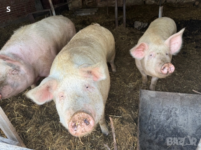 Домашни прасета