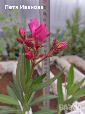 Олеандър(лян, зокум) розов кичест , снимка 2 - Градински цветя и растения - 54002964