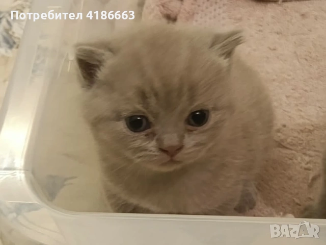 Британска късокосместа 