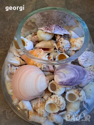 масивна стъклена купа с колекция морски миди, рапани и охлюви   7/4, снимка 7 - Колекции - 49855012
