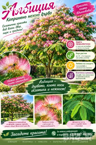 Фиданки от Албиция , снимка 2 - Градински цветя и растения - 51598315