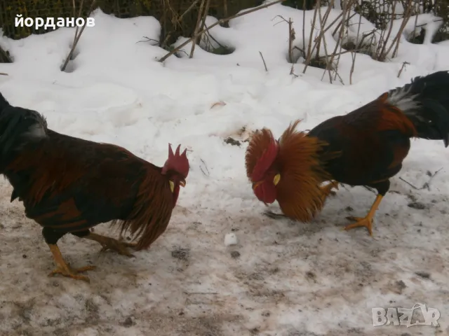 свободни петли, снимка 2 - Кокошки и пуйки - 48934440